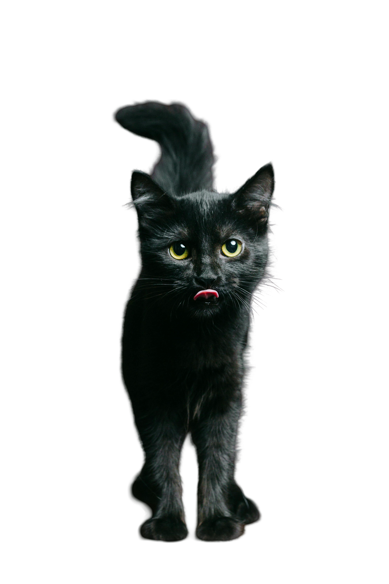 Obraz przedstawiający małego czarnego kotka z zielonymi oczami oblizującego się