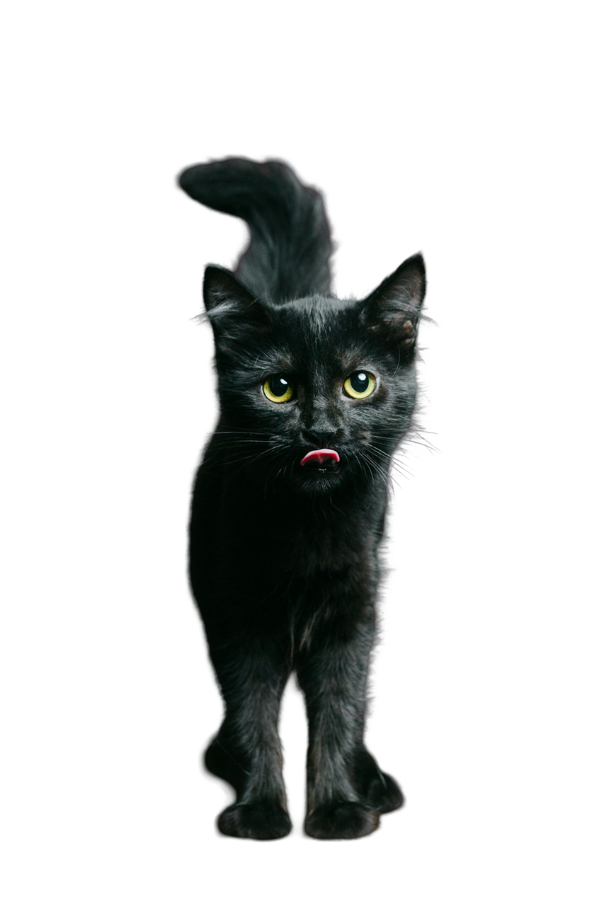 Obraz przedstawiający małego czarnego kotka z zielonymi oczami oblizującego się